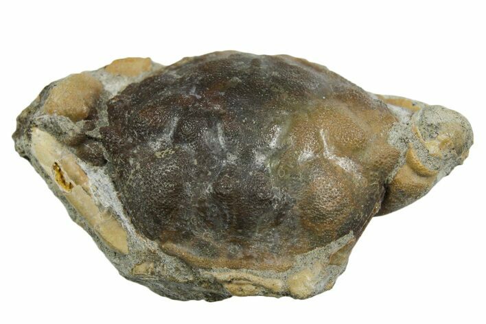 Eocene Fossil Crab (Pulalius) - Washington State #354968